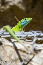 European Green Lizard