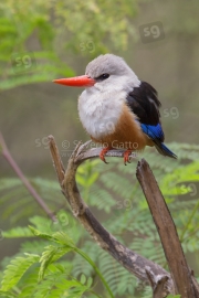 Grey-headed Kingfisher 