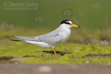 Little Tern