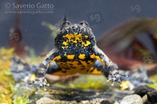 Apennine Yellow-bellied Toad