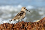 Dunlin