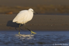 Little Egret