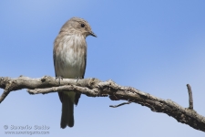 Spotted Flycatcher