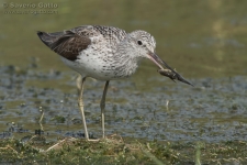 Greenshank