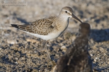 Curlew Sandpiper