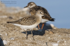 Curlew Sandpiper