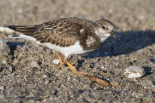 Ruddy Turnstone