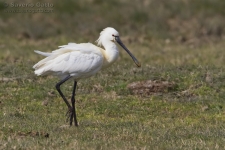 Eurasian Spoonbill