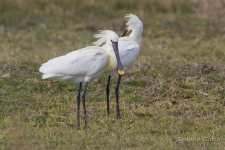 Eurasian Spoonbill