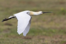 Eurasian Spoonbill