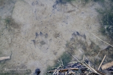 Otter's footprints