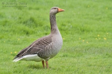 Greylag Goose