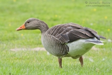 Greylag Goose