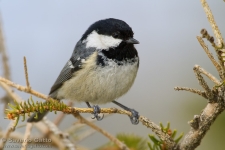 Coal Tit