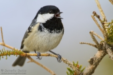 Coal Tit