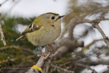 Goldcrest