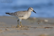 Red Knot