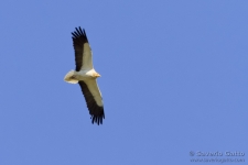 Egyptian Vulture