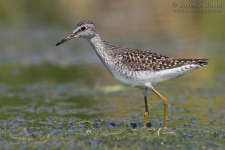 Wood Sandpiper