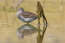 Wood Sandpiper