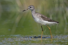 Wood Sandpiper