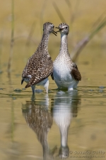 Wood Sandpiper