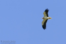 Egyptian Vulture