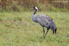 Common crane