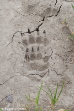 Badger's footprints