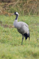 Common crane