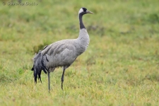 Common crane