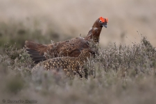 Red Grouse