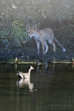 Fox and a moorhen