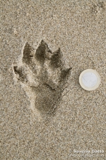 Otter's footprint