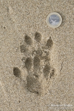 Otter's footprints