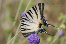 Swallow tail