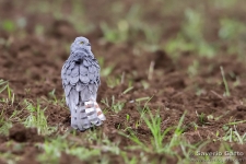 Montagu's Harrier