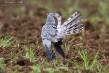 Montagu's Harrier