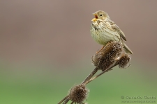 Corn Bunting