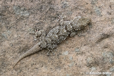 Wall Gecko