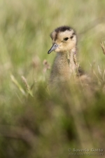 Eurasian Curlew Chick