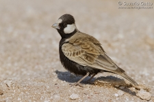 Black-crowned Finch-Lark