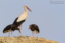 White and Abdim's Storks