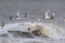 Flock of birds in flight