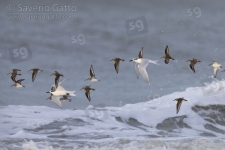 Flock of birds in flight