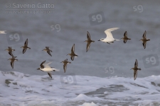 Flock of birds in flight