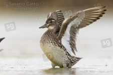 Garganey