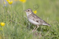 Woodlark