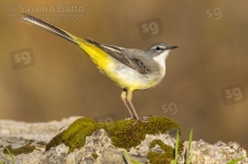 Greay Wagtail
