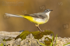 Greay Wagtail